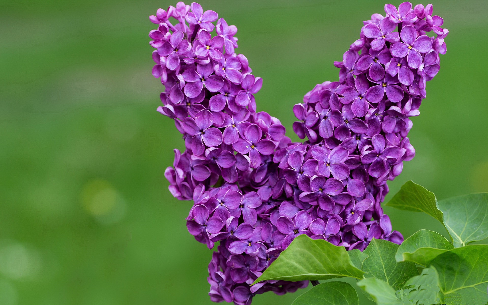 FB体育在线-_新技术助力裁判：视频回放和自动判罚上线_，裁判助手app下载