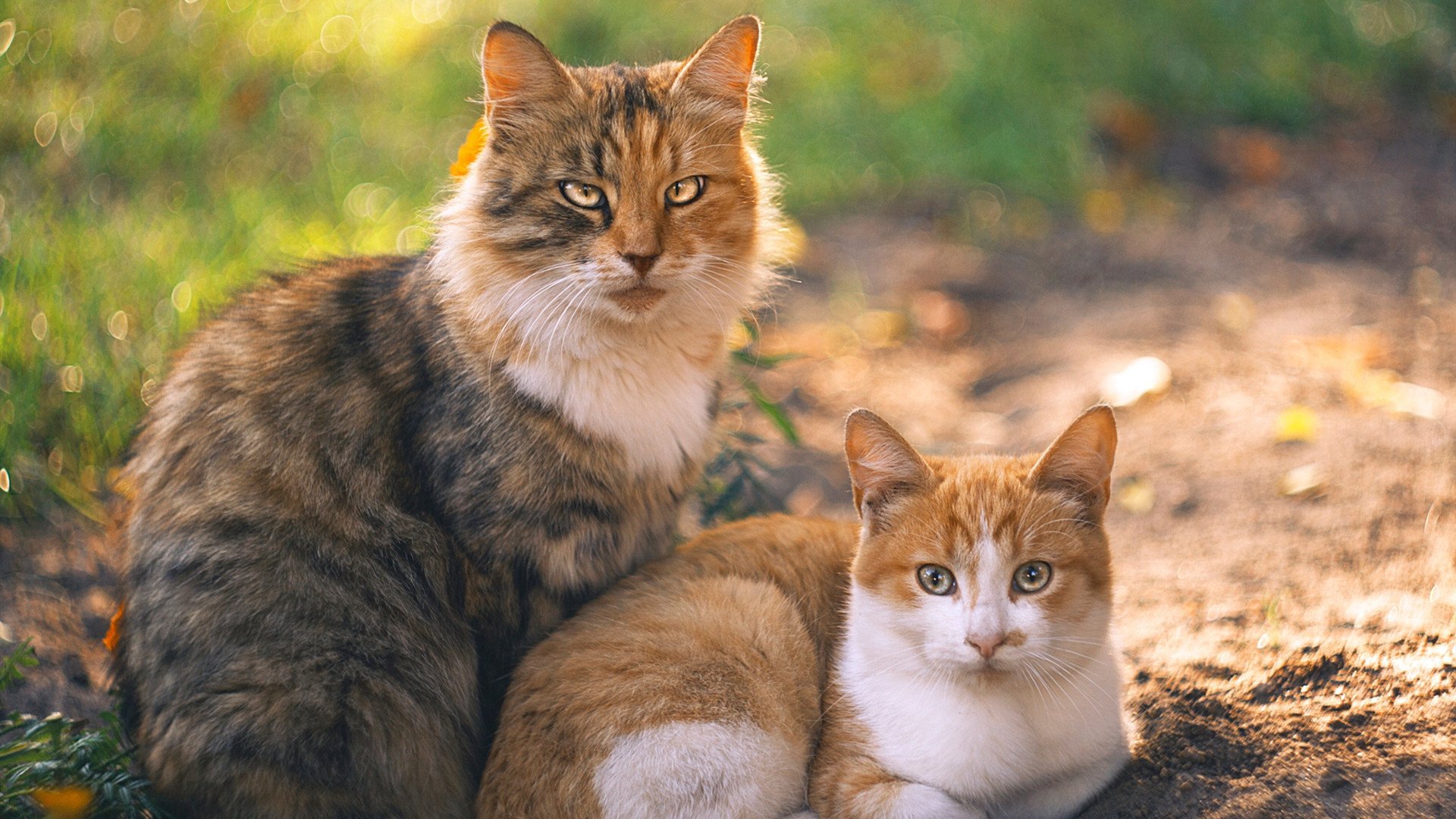 FB体育网站-“爆发式全场攻势，比分不断刷新纪录，比赛精彩绝伦”，爆发力爆棚