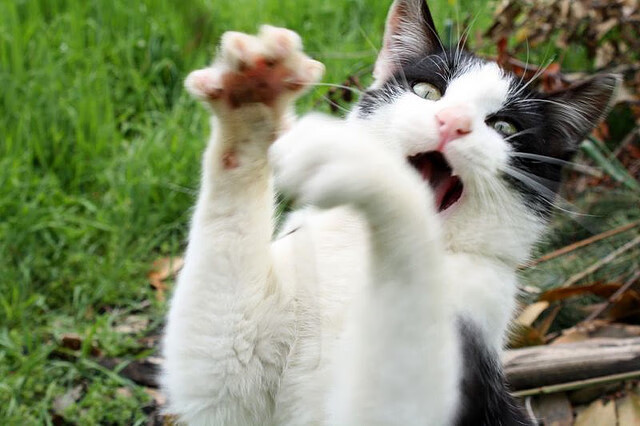 FB体育网页版-“科技引领棒球行业迈向全数字化——行业未来已现”，棒球在中国发展趋势