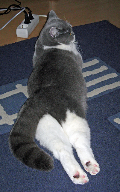 FB体育娱乐-中国足球界引领创新，融合多元文化打造交流平台，中国足球文化与校园足球发展大会