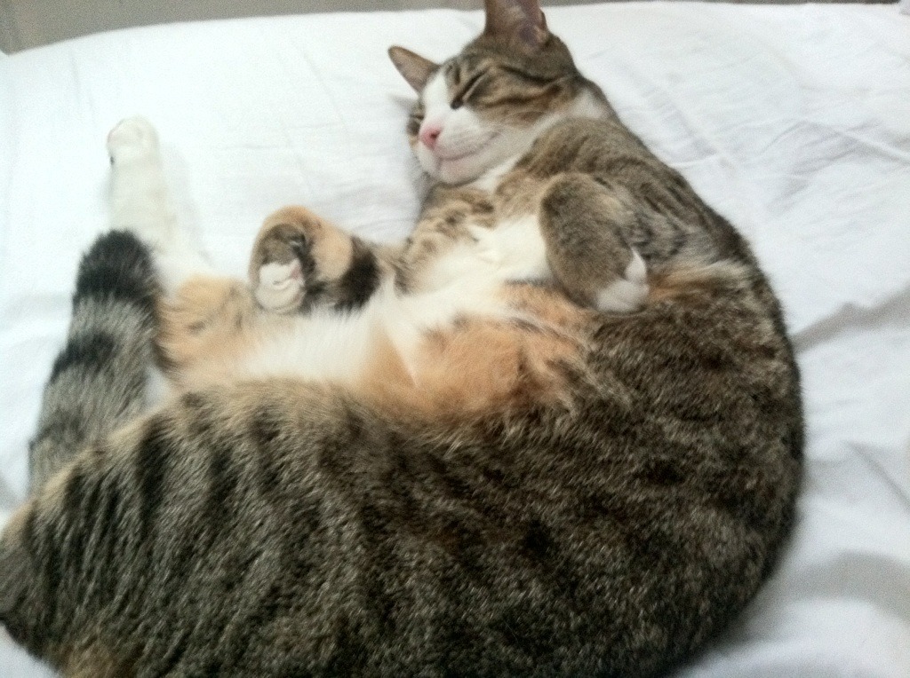 fb体育全站-内马尔在美洲杯期间为队友加油，展现团队精神，内马尔拿过美州杯冠军吗