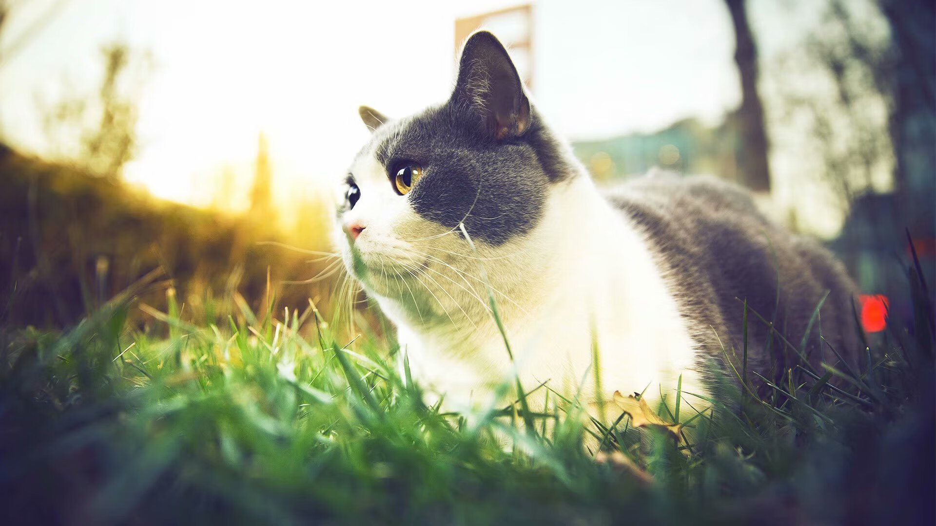 FB体育官方网站-国际影响力：NBA在全球的文化推广新路径，nba体现的美国文化