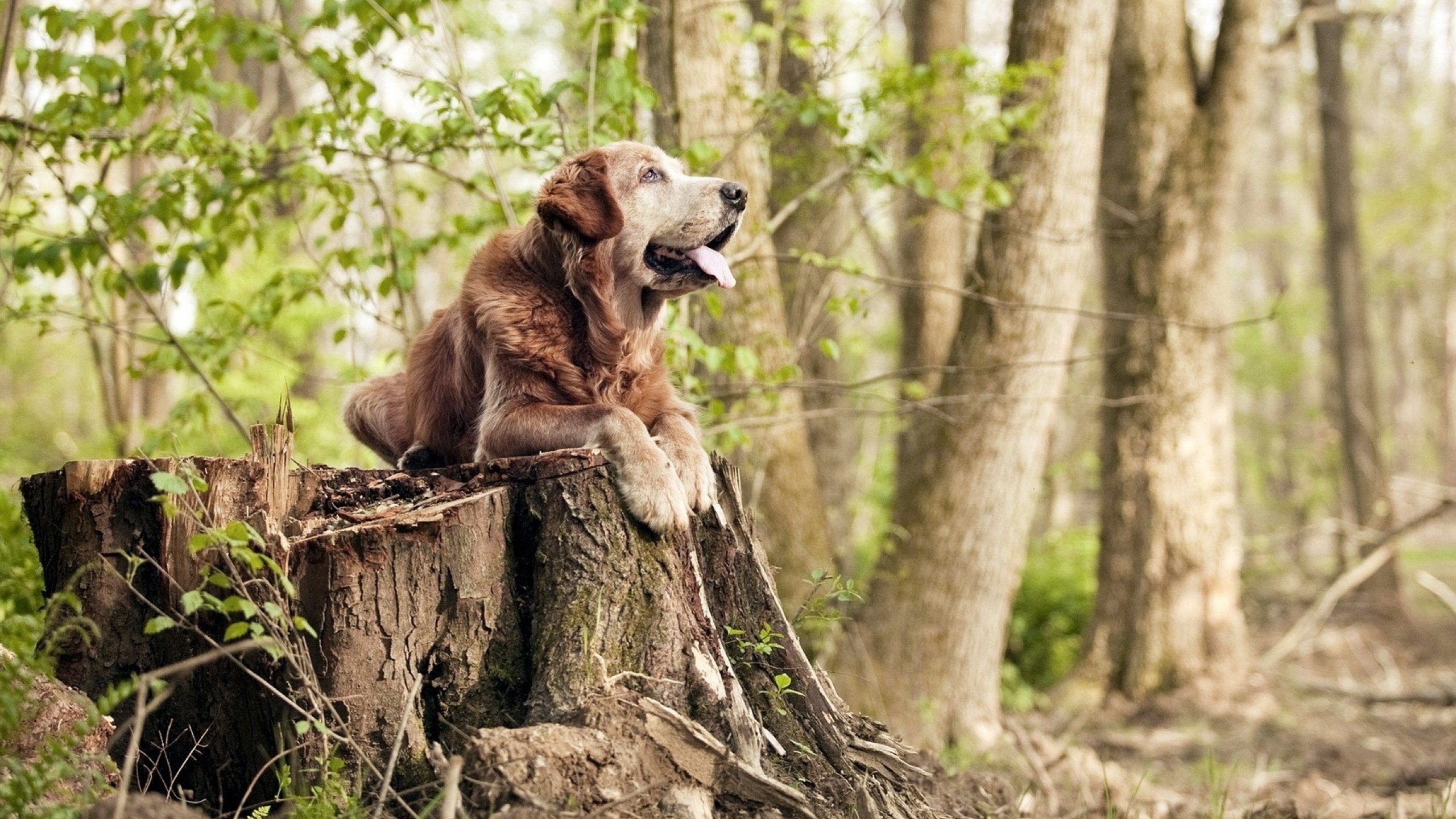 FBSPORTS-体育智能穿戴设备对运动表现的影响分析,智能穿戴设备的目的是什么
