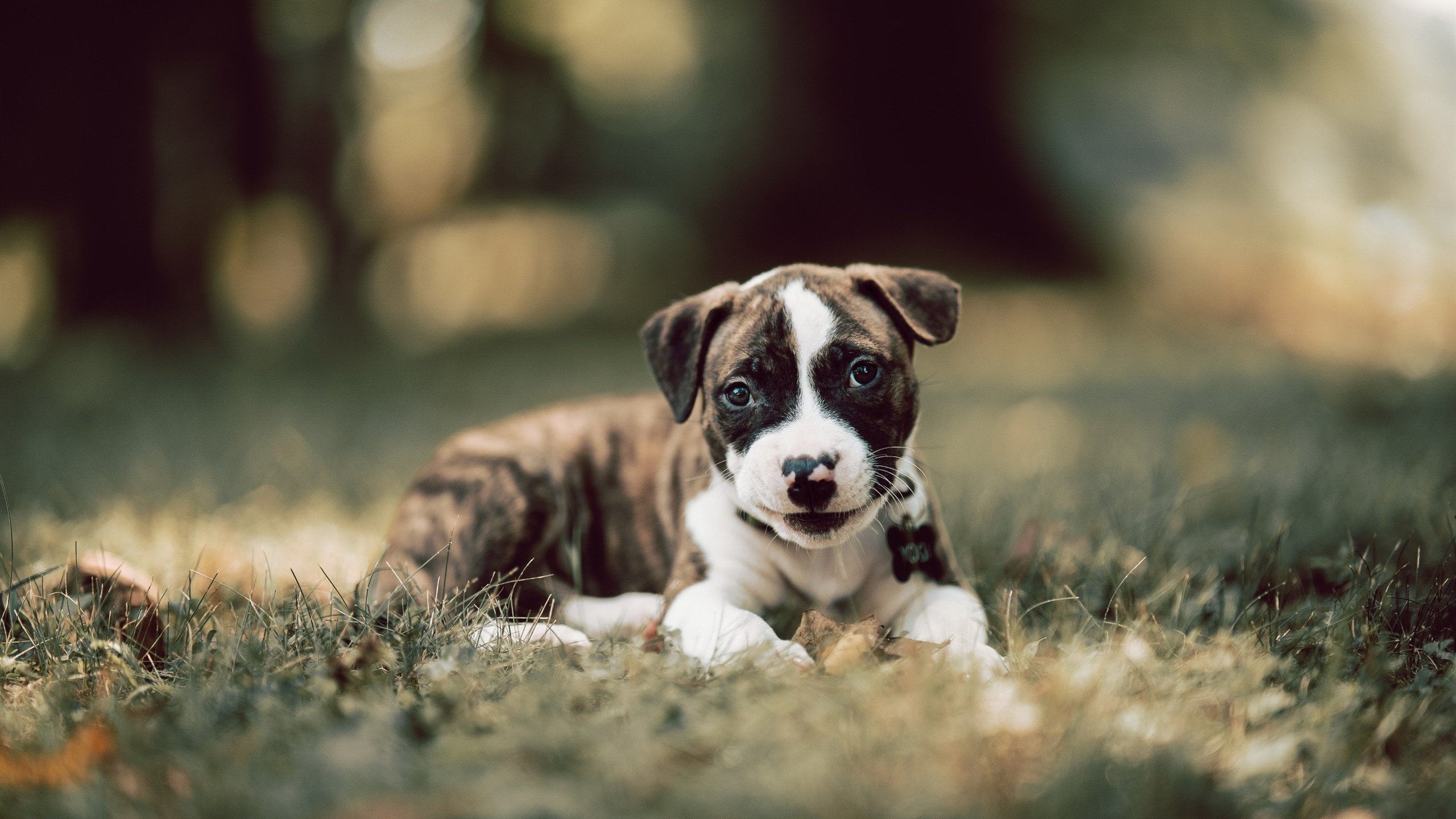 FB体育网页版-俱乐部多元收入:商业开发新路径探索,俱乐部主要收入来源