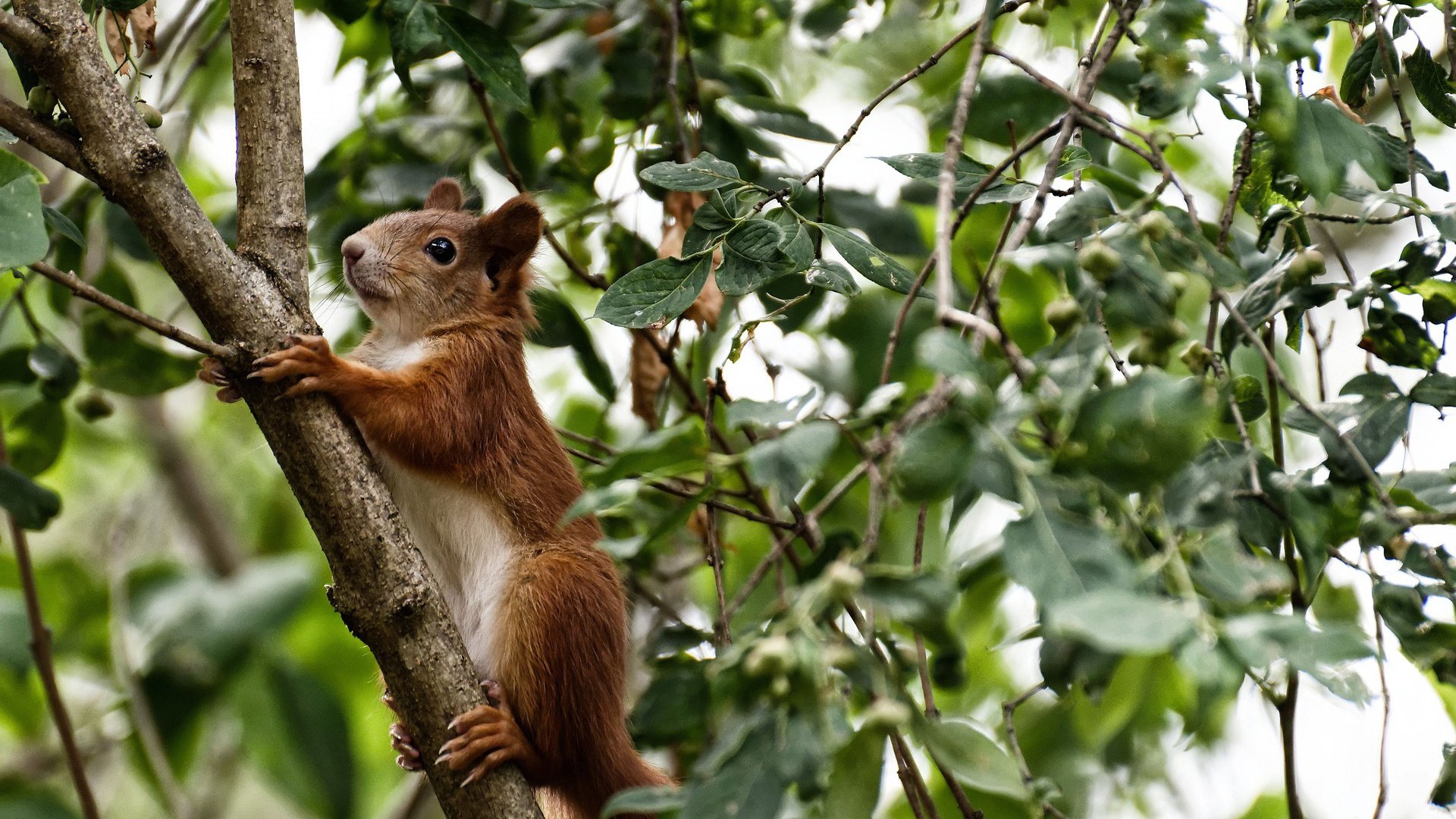 FB体育官方-法甲球队借助深度学习模型识别对手防线漏洞，法甲球队价值