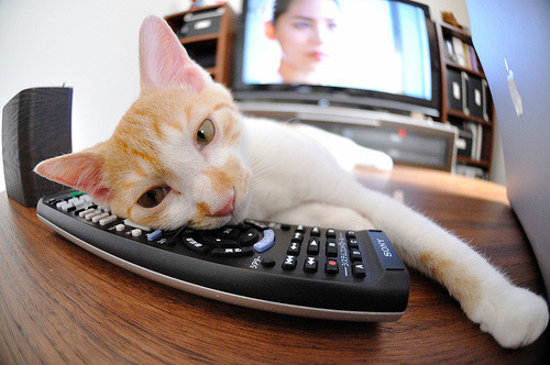 fb体育官网首页-“SHO-CHAN Run 2025:全球跑者来香港一较高下”